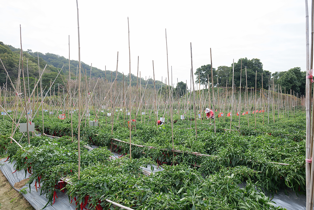 生鲜供应,食品安全与新鲜度的挑战与解决方案.png